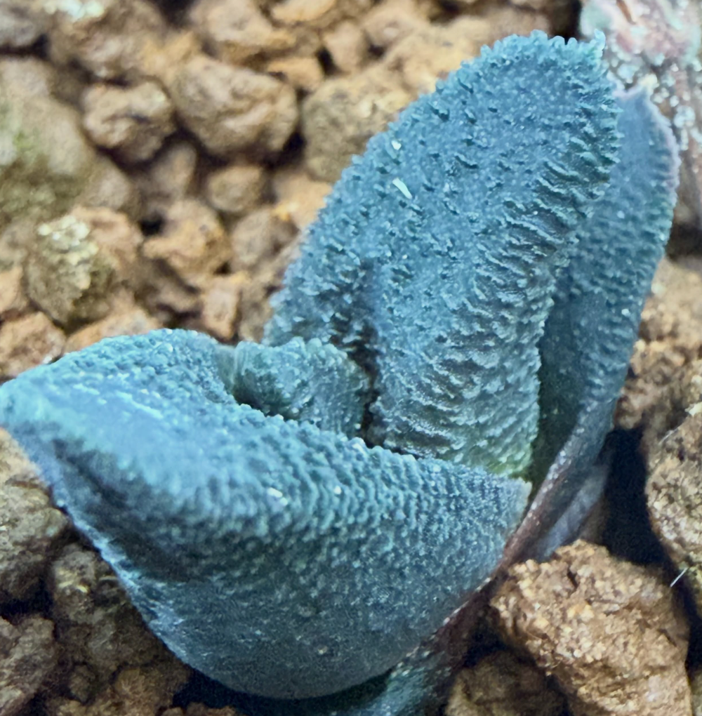 Haworthiopsis sordida 'Sapkamma' 10 Pieces Seeds