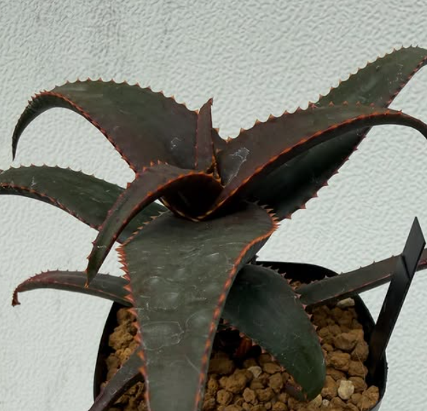 Aloe erythrophylla 15 Pieces Seeds