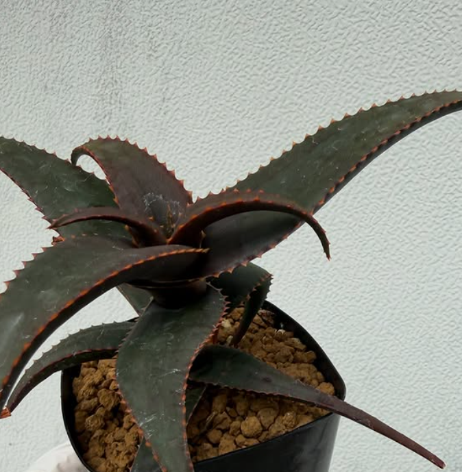 Aloe erythrophylla 15 Pieces Seeds