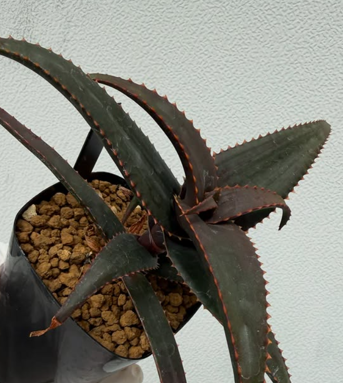 Aloe erythrophylla 15 Pieces Seeds