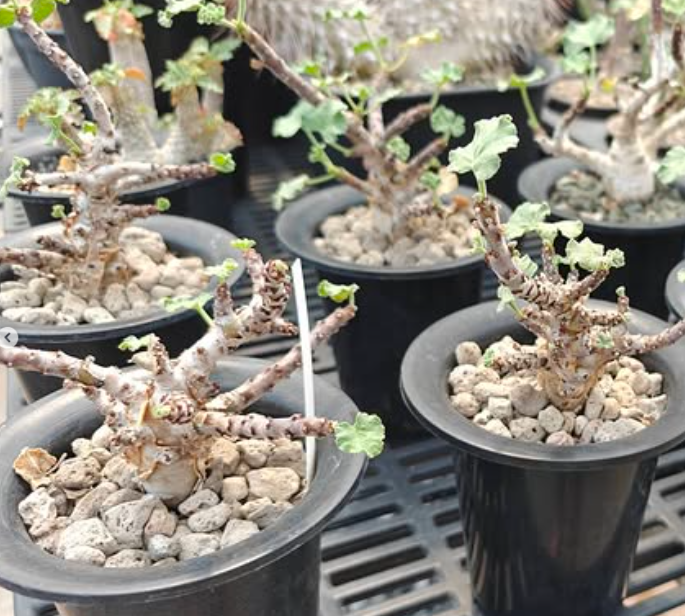 Jatropha pelargoniifolia var. sublobata 3 Pieces Seeds