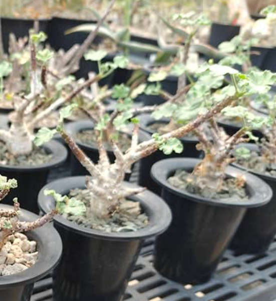 Jatropha pelargoniifolia var. sublobata 3 Pieces Seeds