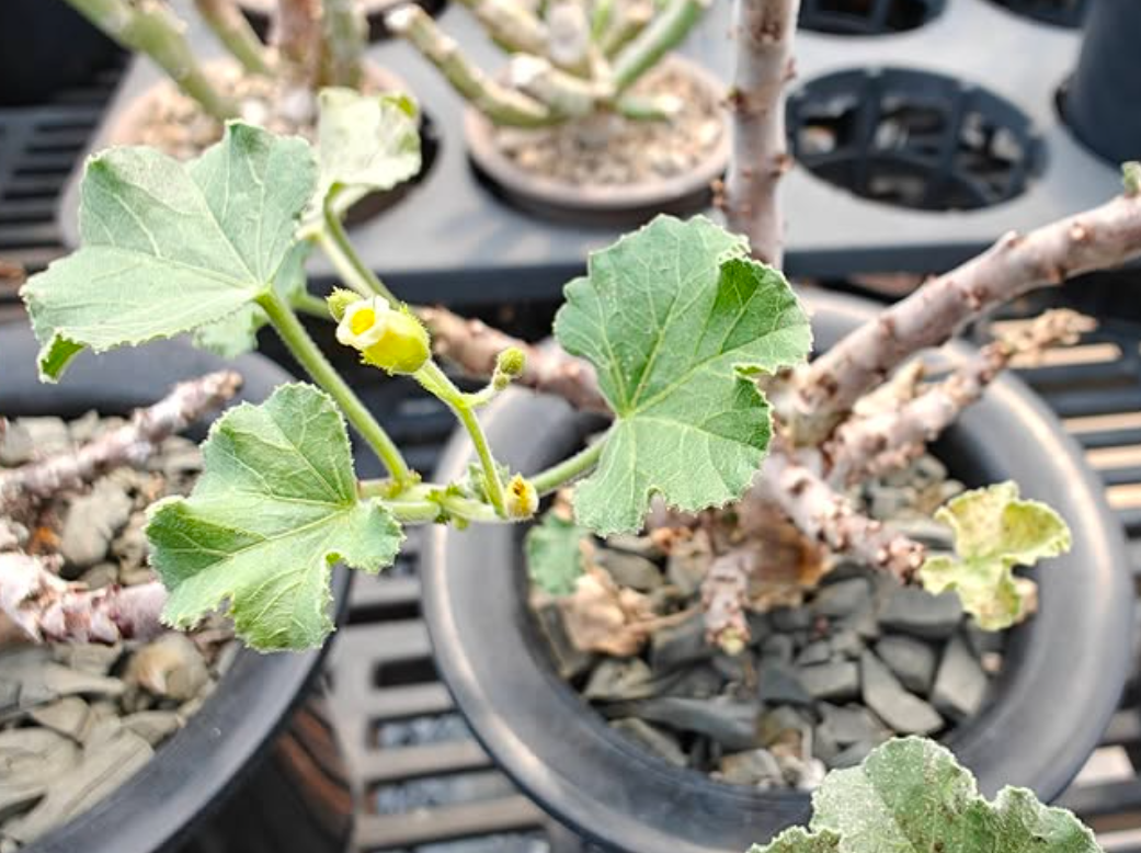 Jatropha pelargoniifolia var. sublobata 3 Pieces Seeds