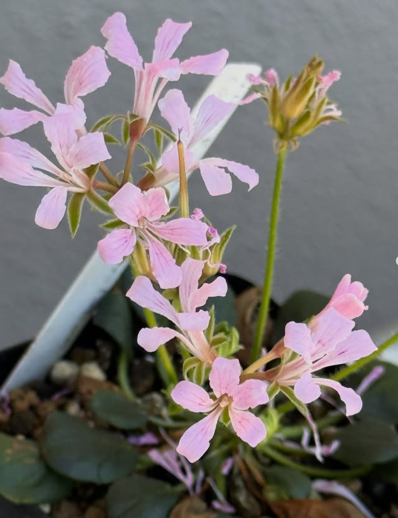 Pelargonium chelidonium 3 Pieces Seeds