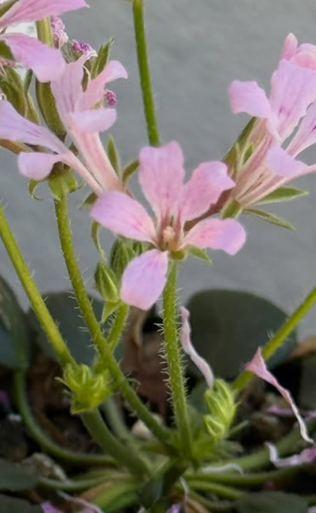 Pelargonium chelidonium 3 Pieces Seeds