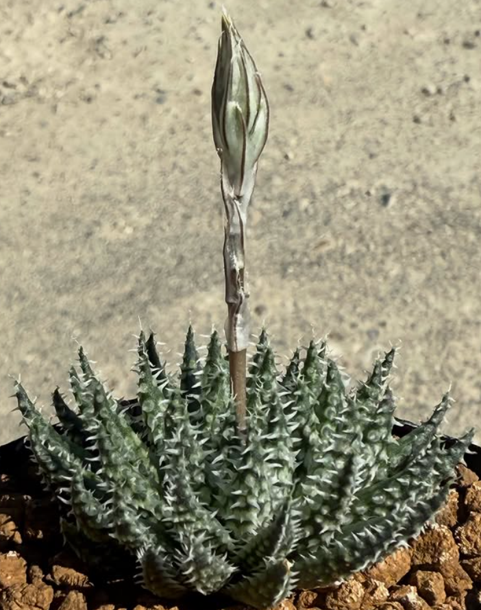 Haworthia herbacea 10 Pieces Seeds