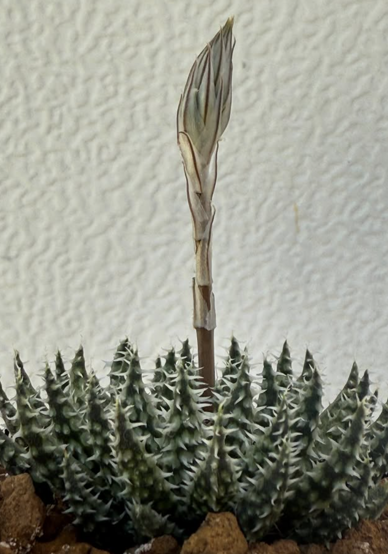 Haworthia herbacea 10 Pieces Seeds