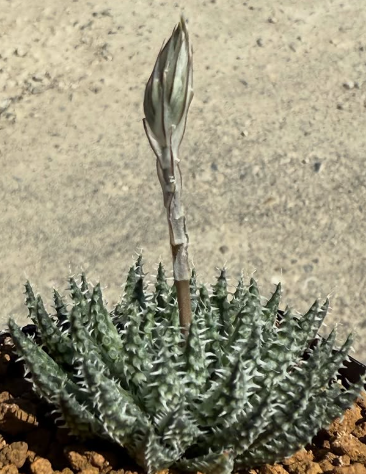 Haworthia herbacea 10 Pieces Seeds
