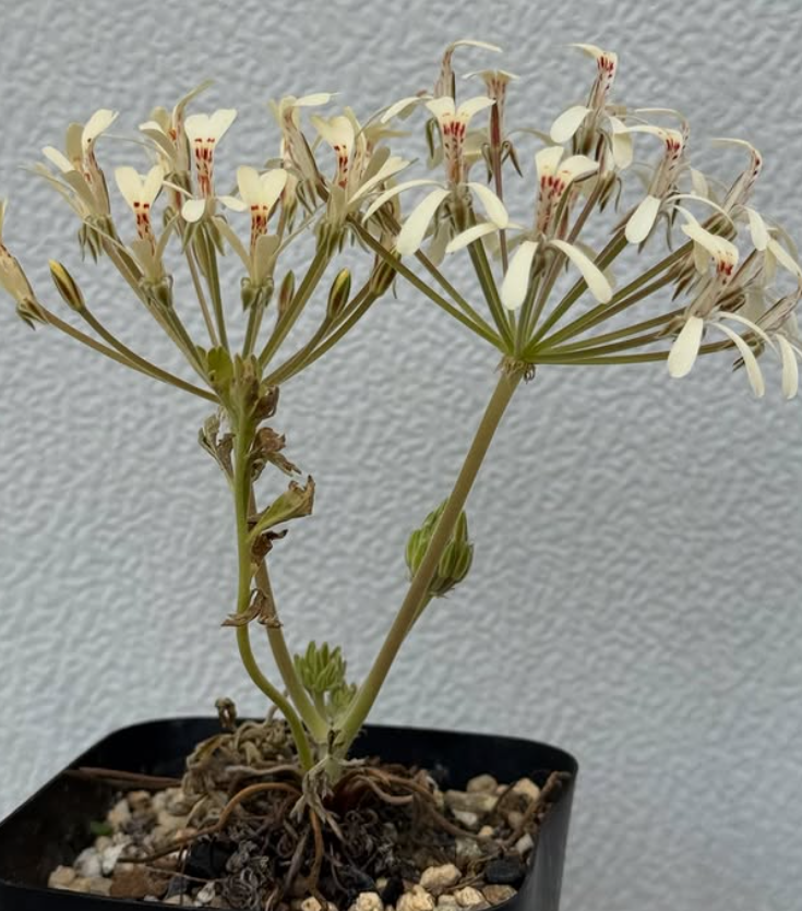Pelargonium luteopetalum 3 Pieces Seeds