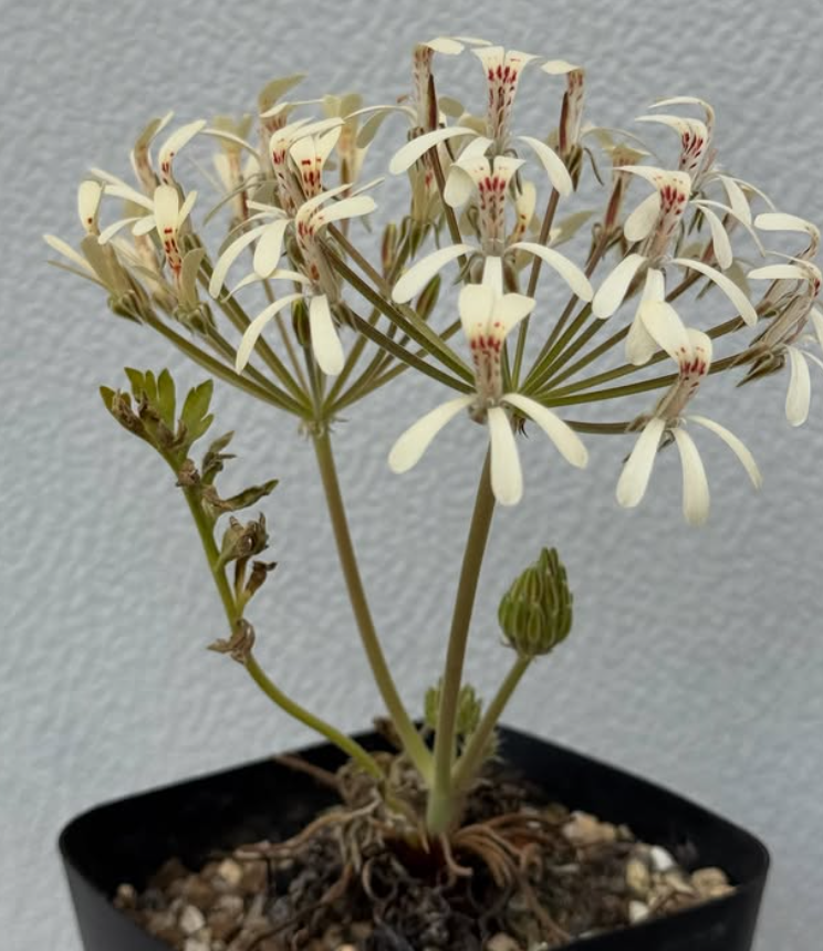 Pelargonium luteopetalum 3 Pieces Seeds