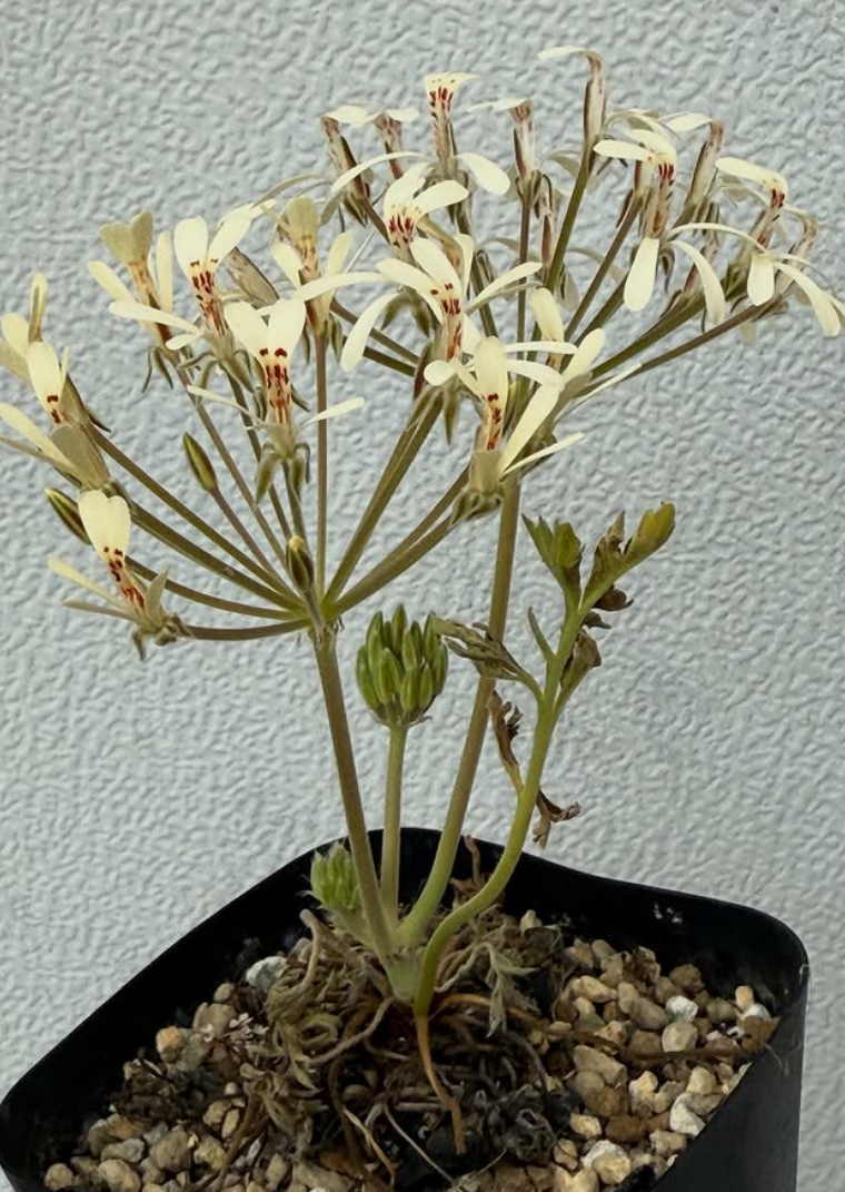 Pelargonium luteopetalum 3 Pieces Seeds