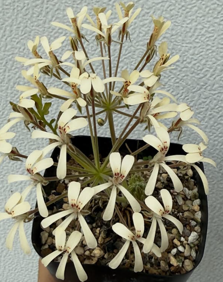Pelargonium luteopetalum 3 Pieces Seeds
