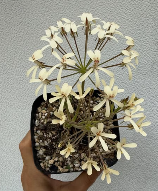 Pelargonium luteopetalum 3 Pieces Seeds