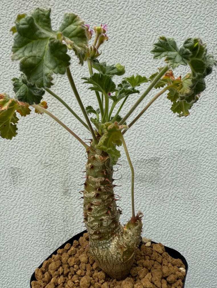Pelargonium cortusifolium 3 Pieces Seeds