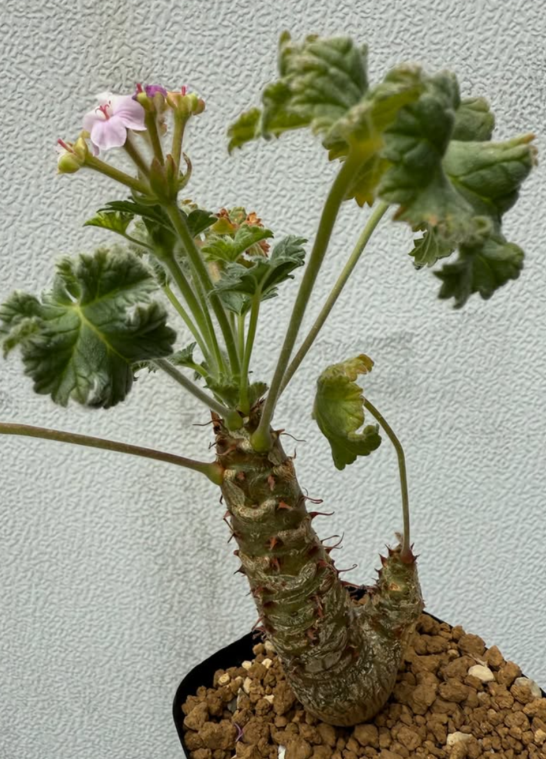 Pelargonium cortusifolium 3 Pieces Seeds