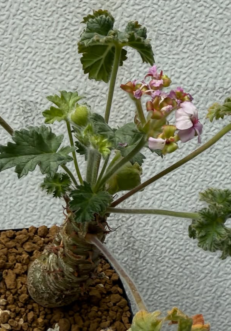 Pelargonium cortusifolium 3 Pieces Seeds