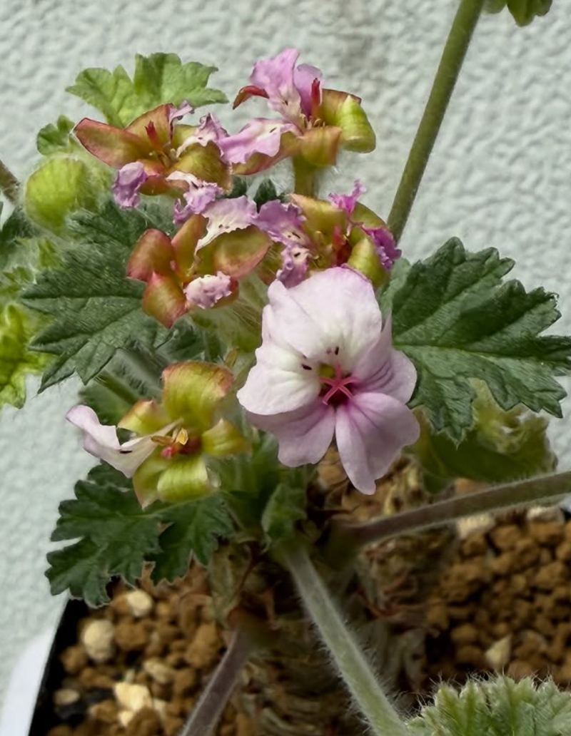 Pelargonium cortusifolium 3 Pieces Seeds