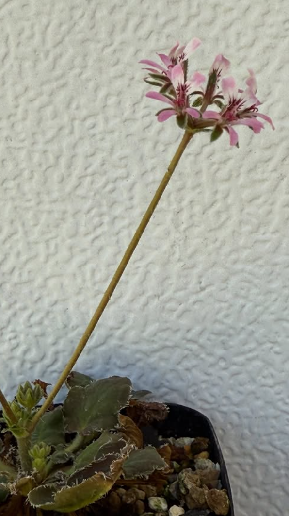 Pelargonium tenellum 3 Pieces Seeds