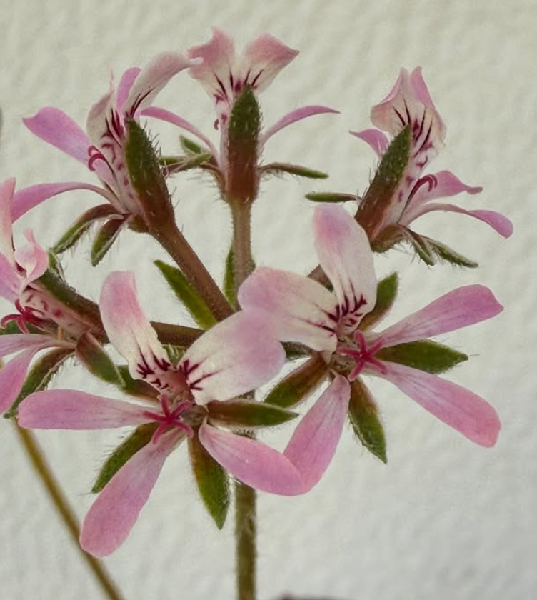 Pelargonium tenellum 3 Pieces Seeds