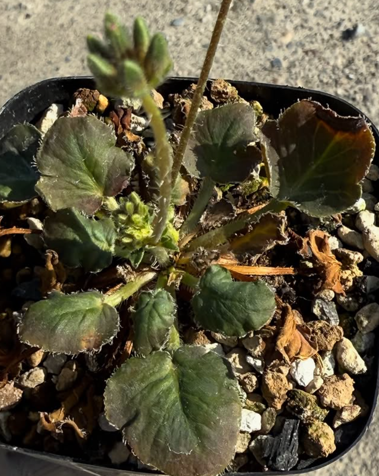 Pelargonium tenellum 3 Pieces Seeds