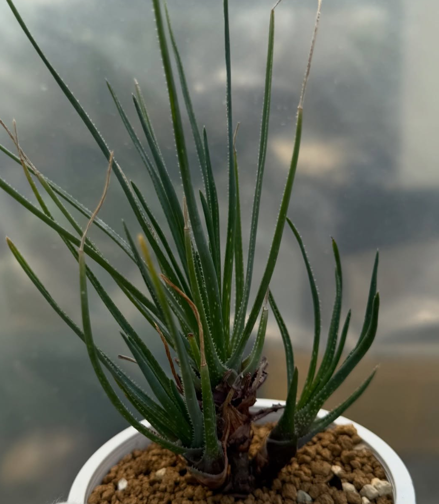 Aloe chortolirioides var. boastii 15 Pieces Seeds