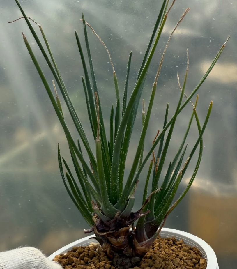 Aloe chortolirioides var. boastii 15 Pieces Seeds