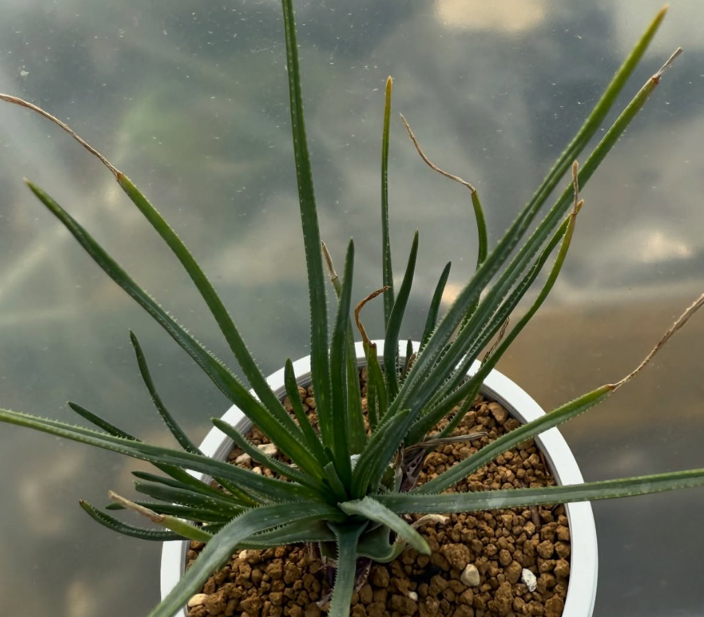 Aloe chortolirioides var. boastii 15 Pieces Seeds
