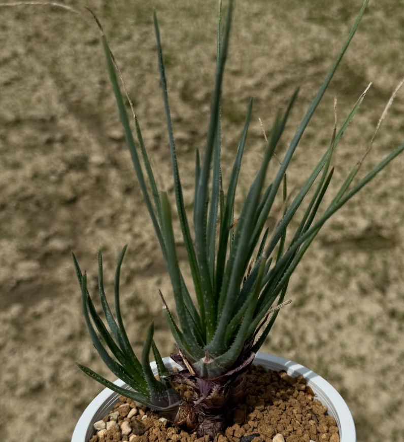 Aloe chortolirioides var. boastii 15 Pieces Seeds