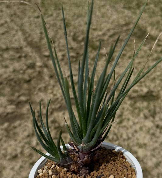 Aloe chortolirioides var. boastii 15 Pieces Seeds