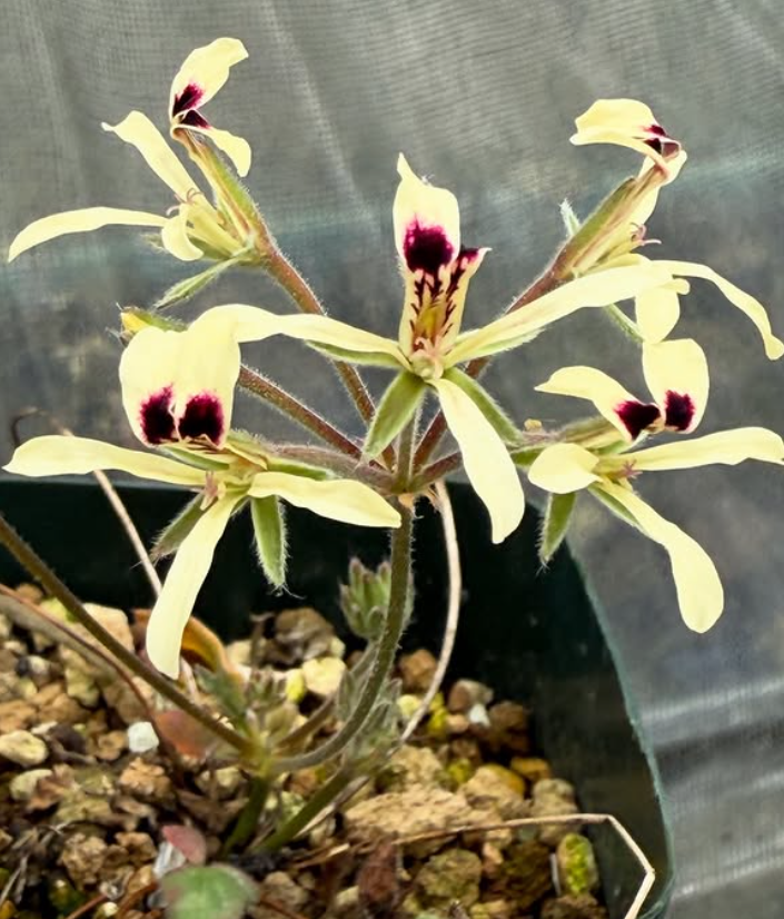 Pelargonium montaguense 3 Pieces Seeds
