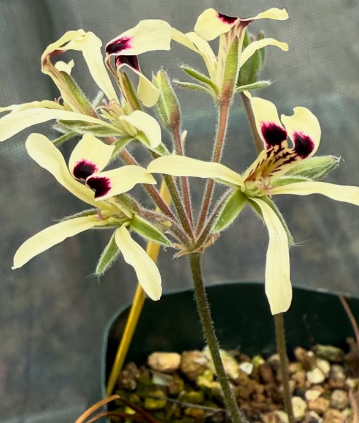 Pelargonium montaguense 3 Pieces Seeds