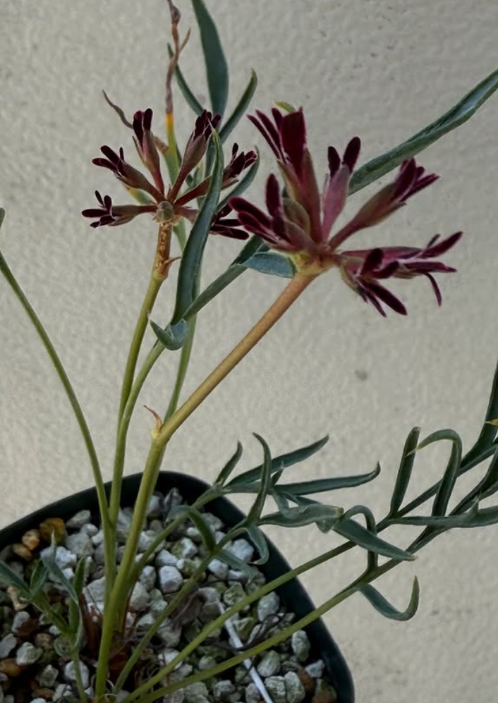 Pelargonium pilosellifolium 3 Pieces Seeds
