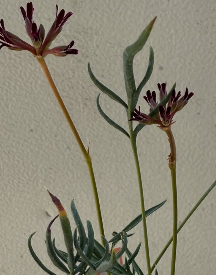 Pelargonium pilosellifolium 3 Pieces Seeds