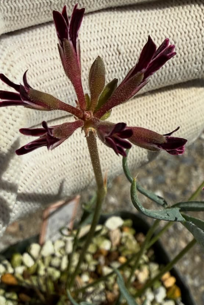 Pelargonium pilosellifolium 3 Pieces Seeds