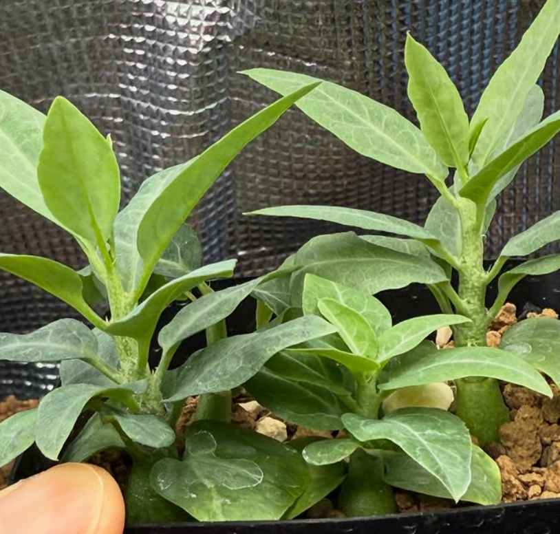 Adenia pechuelii 4 Pieces Seeds