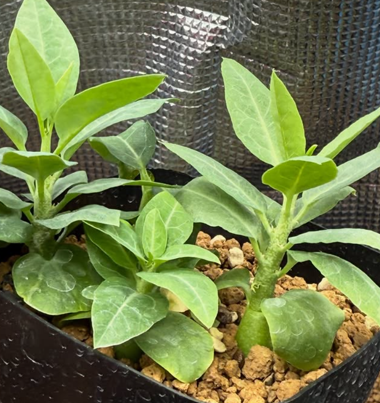 Adenia pechuelii 4 Pieces Seeds