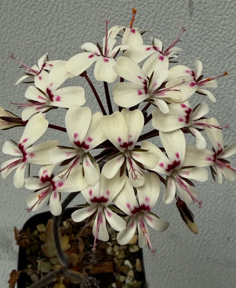 Pelargonium moniliforme 'Steinkopf' 3 Pieces Seeds