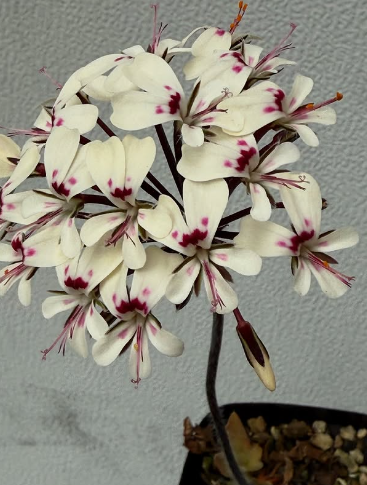 Pelargonium moniliforme 'Steinkopf' 3 Pieces Seeds