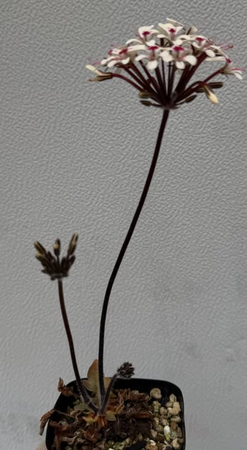 Pelargonium moniliforme 'Steinkopf' 3 Pieces Seeds