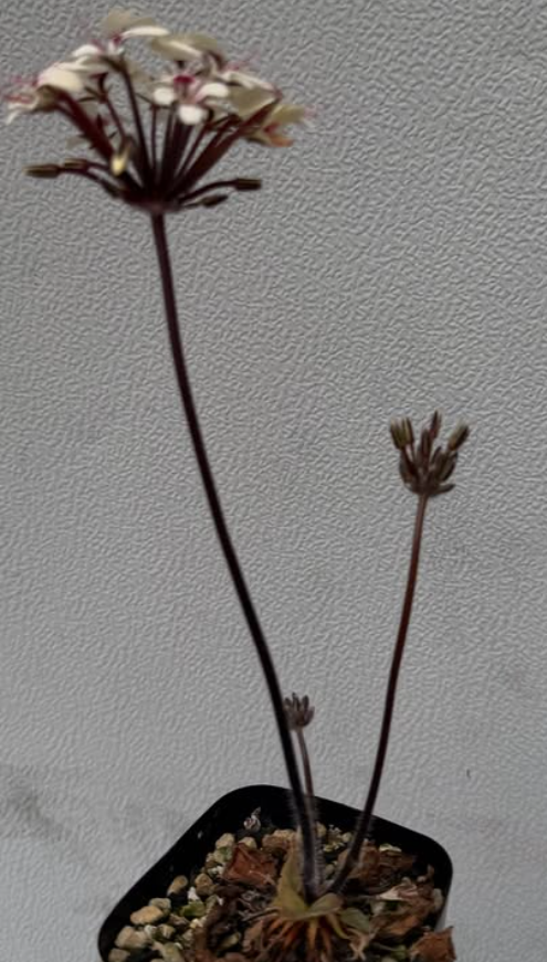 Pelargonium moniliforme 'Steinkopf' 3 Pieces Seeds