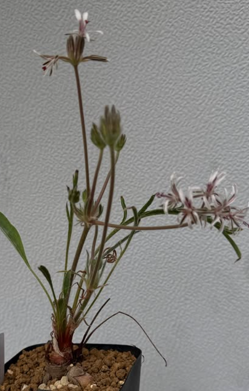 Pelargonium auritum var. carneum 3 Pieces Seeds