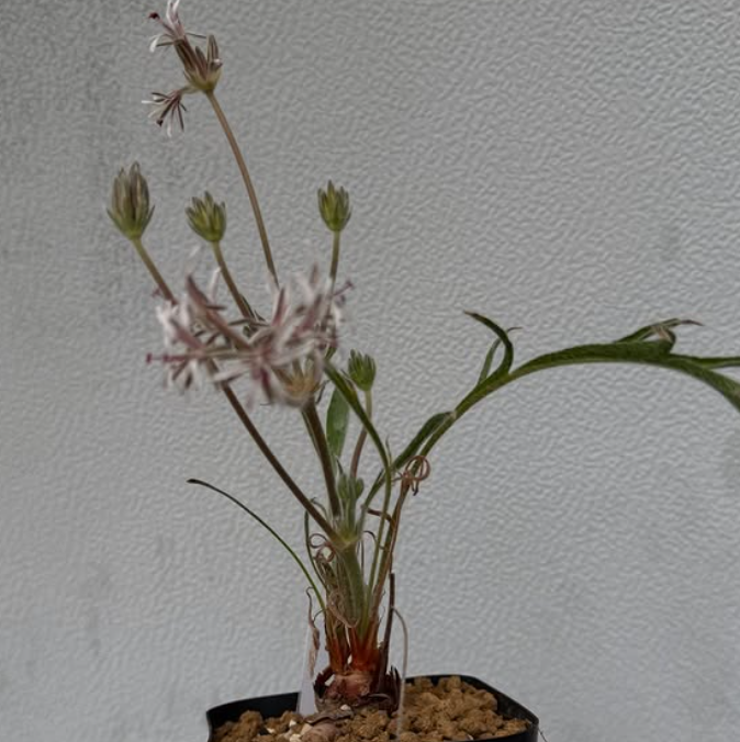 Pelargonium auritum var. carneum 3 Pieces Seeds