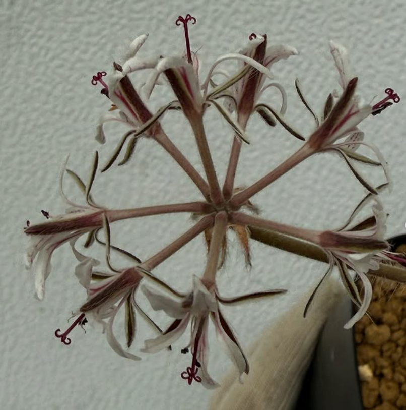 Pelargonium auritum var. carneum 3 Pieces Seeds