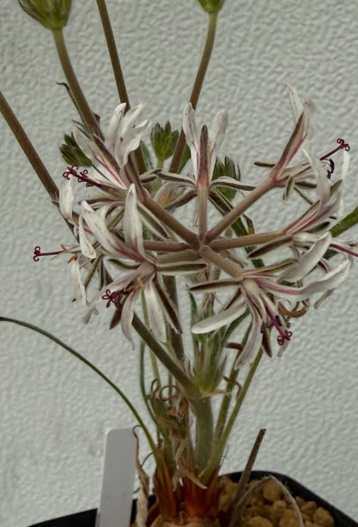 Pelargonium auritum var. carneum 3 Pieces Seeds