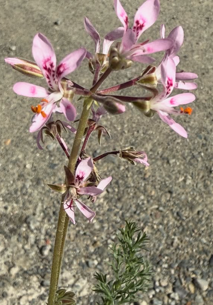 Pelargonium bubonifolium 3 Pieces Seeds