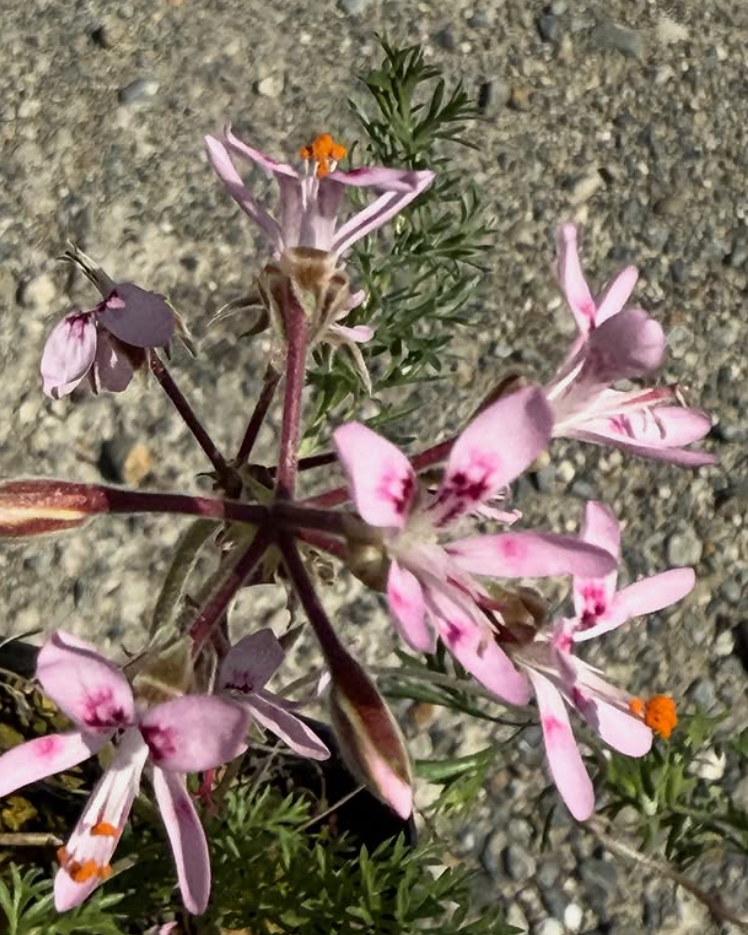 Pelargonium bubonifolium 3 Pieces Seeds