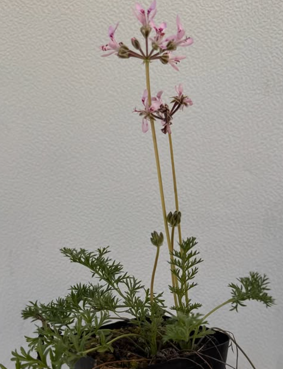 Pelargonium bubonifolium 3 Pieces Seeds