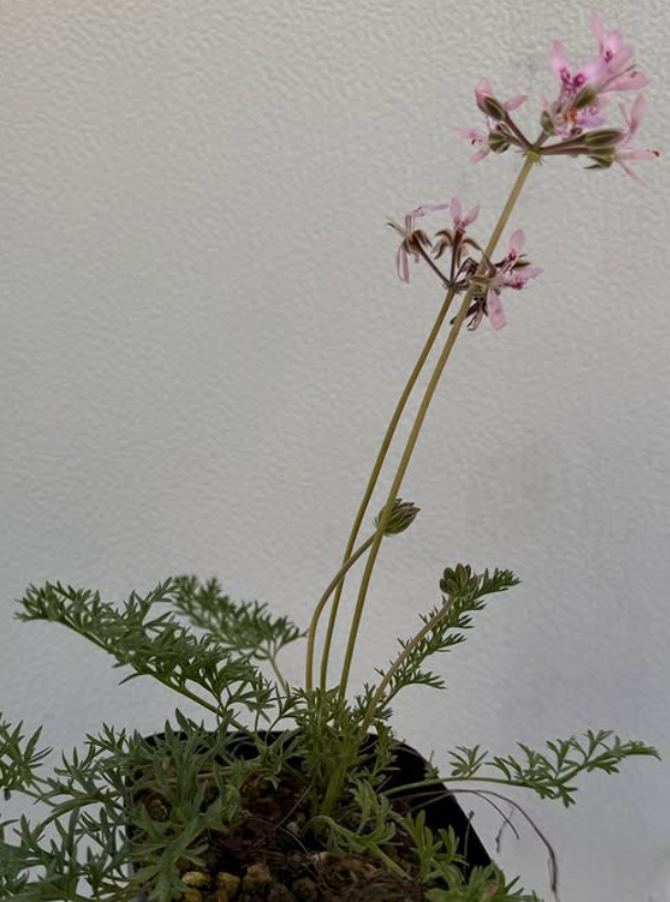 Pelargonium bubonifolium 3 Pieces Seeds