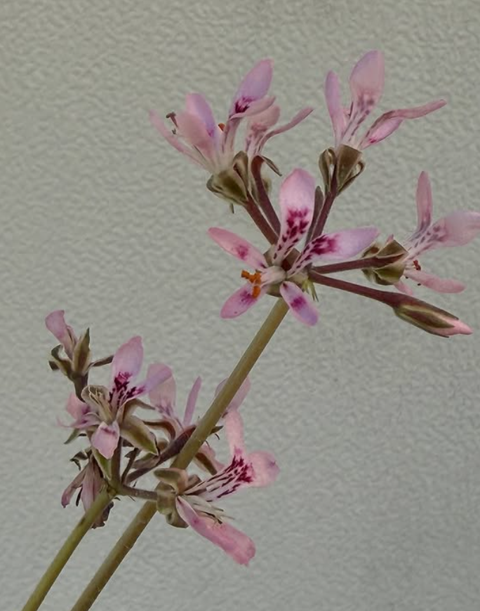 Pelargonium bubonifolium 3 Pieces Seeds