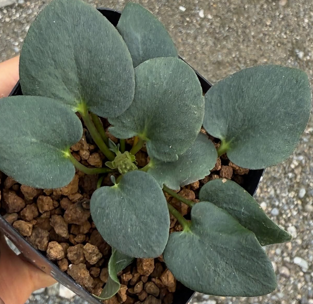 Pelargonium nervifolium 4 Pieces Seeds
